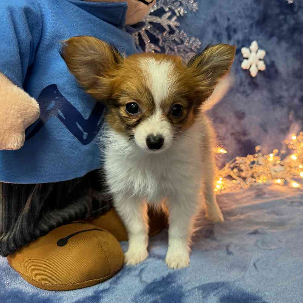 carousel pet images