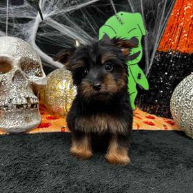 Silky Terrier