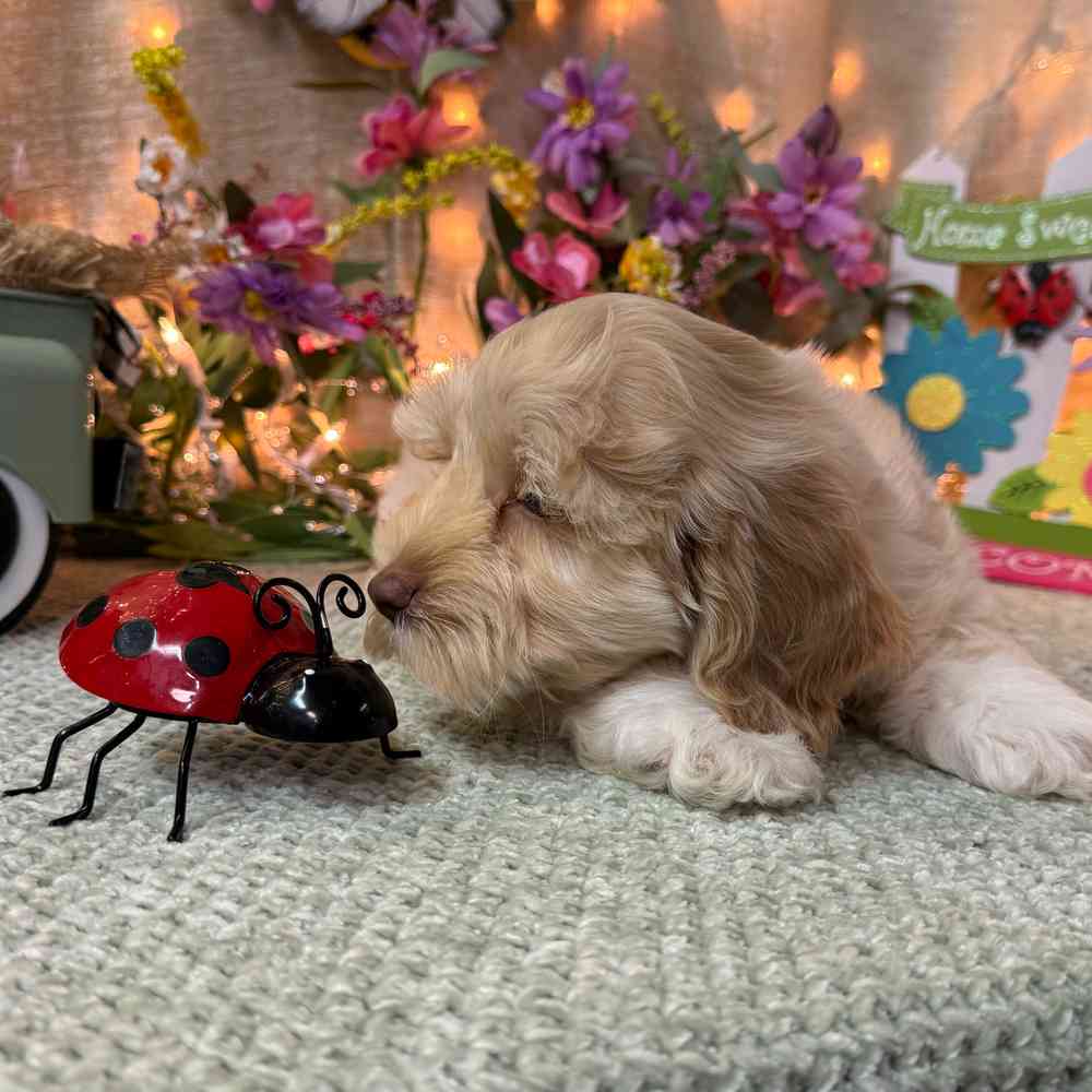 carousel pet images