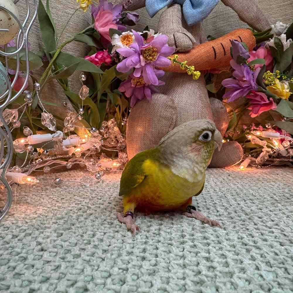 carousel pet images