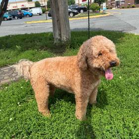 Goldendoodle