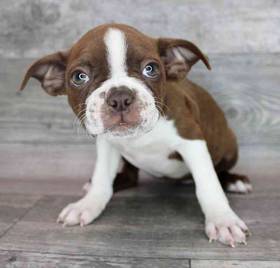 Boston Terrier