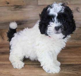 Shih-Poo