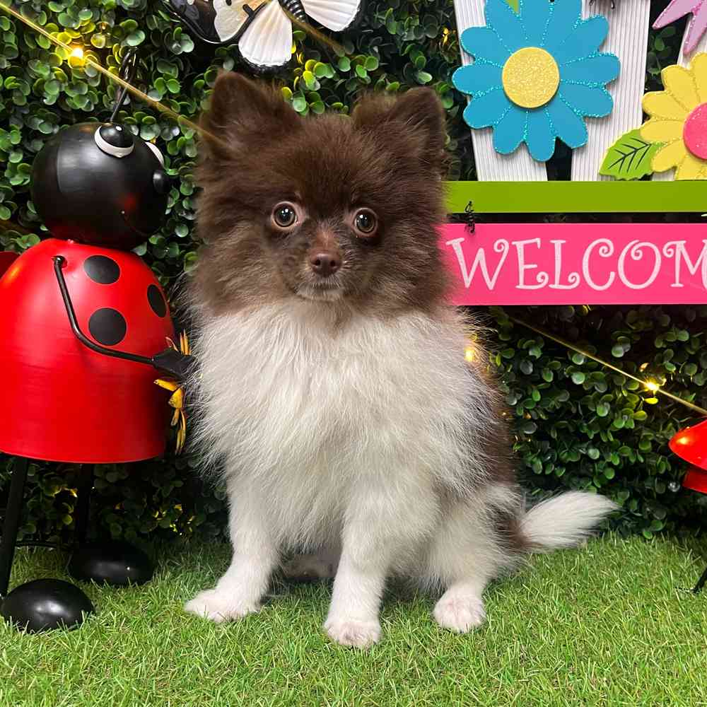 carousel pet images