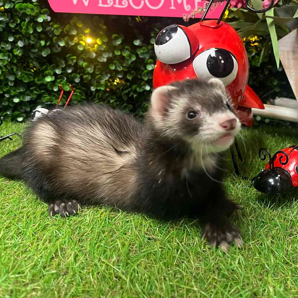 carousel pet images