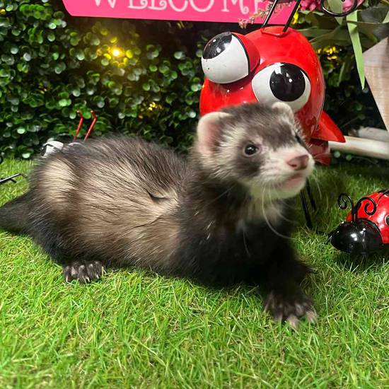 Ferret