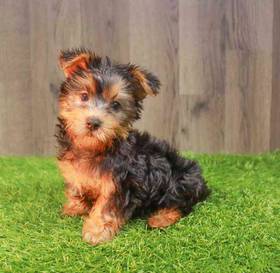 Silky Terrier