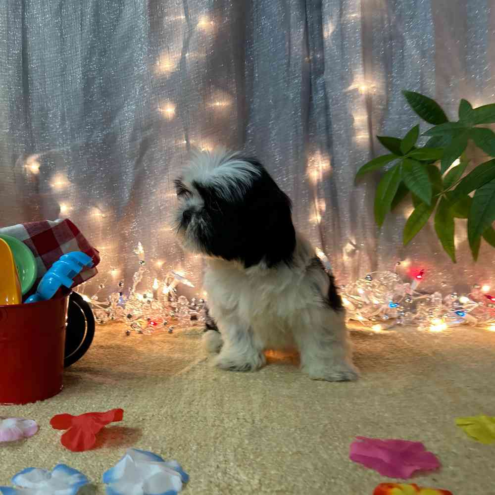 carousel pet images