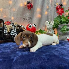 Dachshund