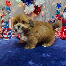 Lhasa Apso