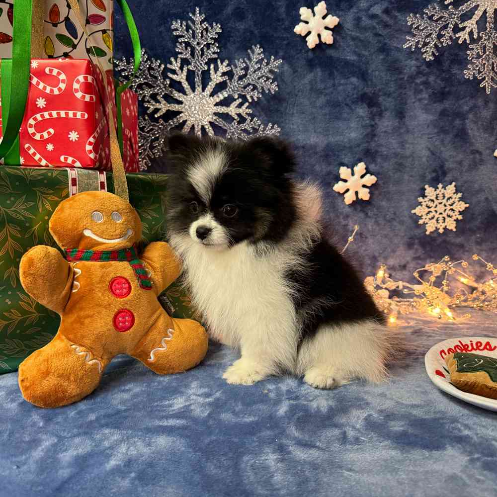 carousel pet images