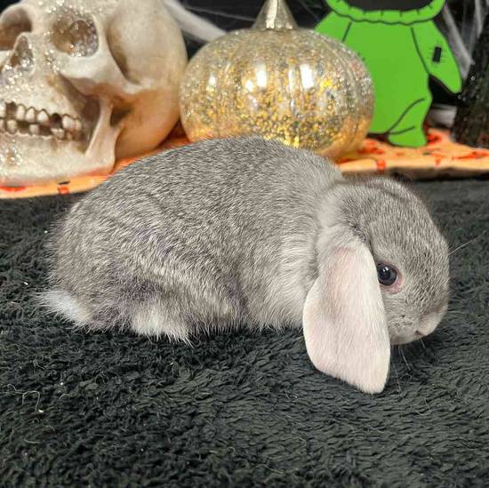 Holland Lop