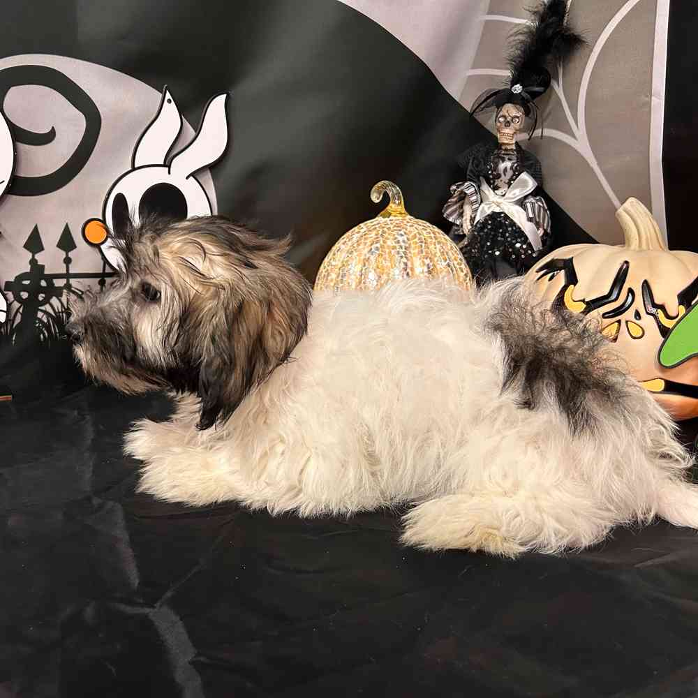 carousel pet images