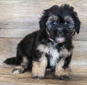 Lhasa-Poo