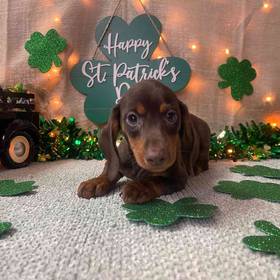 Dachshund