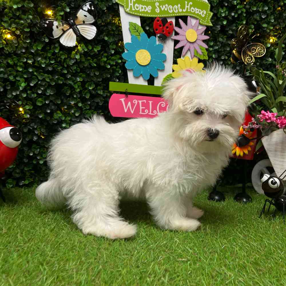 carousel pet images