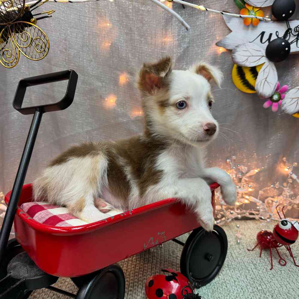carousel pet images