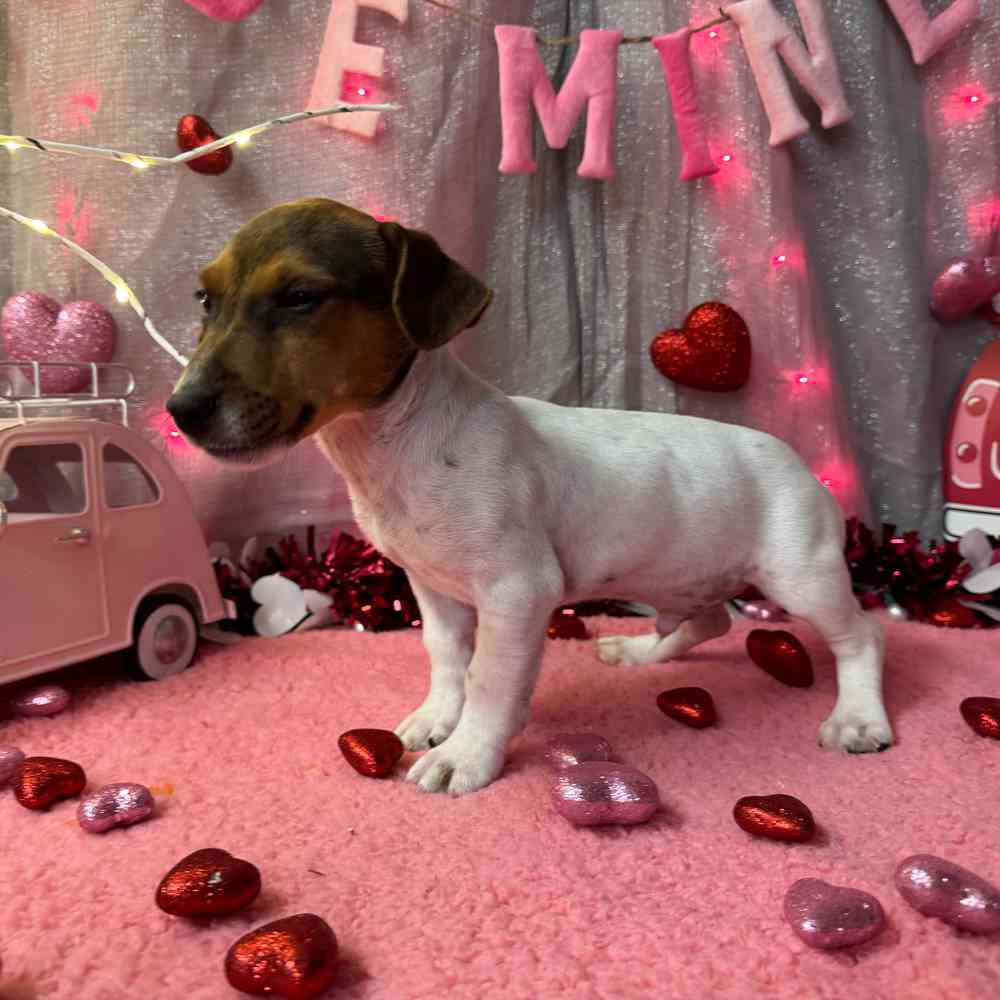 carousel pet images