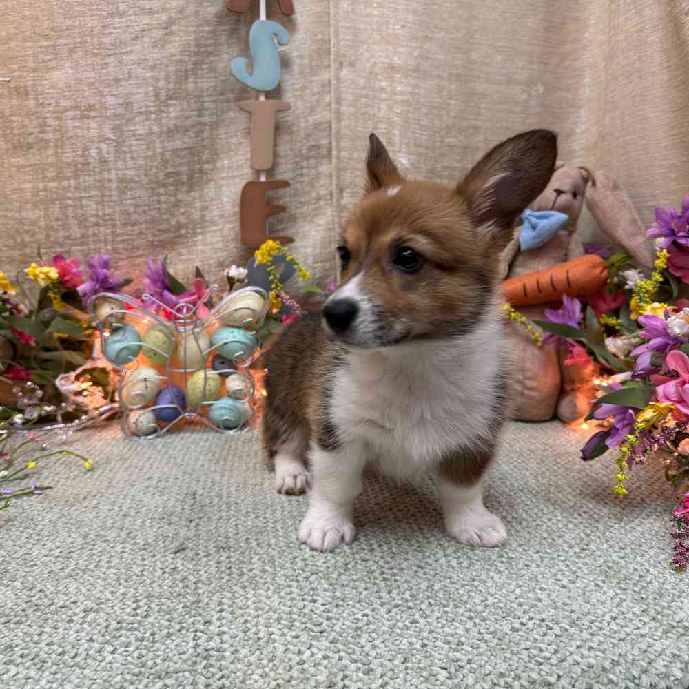 carousel pet images