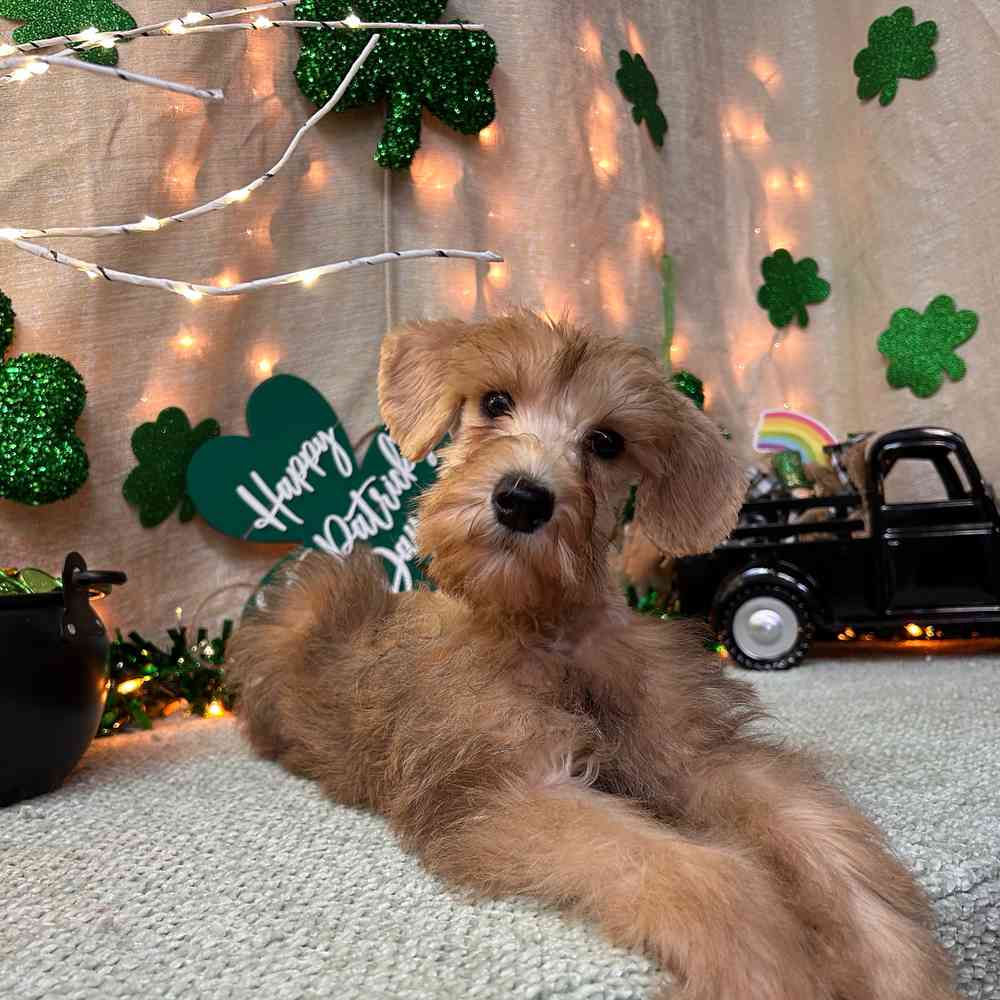 carousel pet images