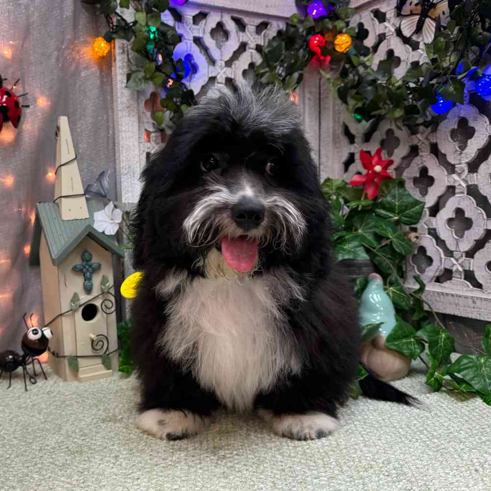 carousel pet images