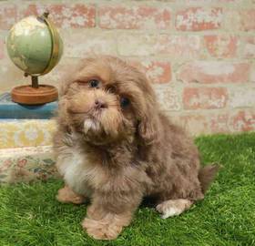 Shih Tzu