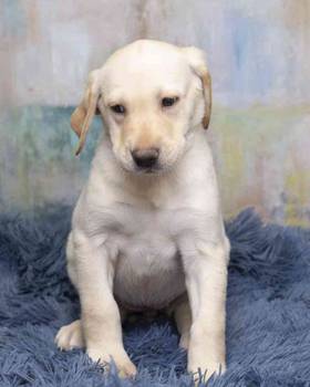 Labrador Retriever