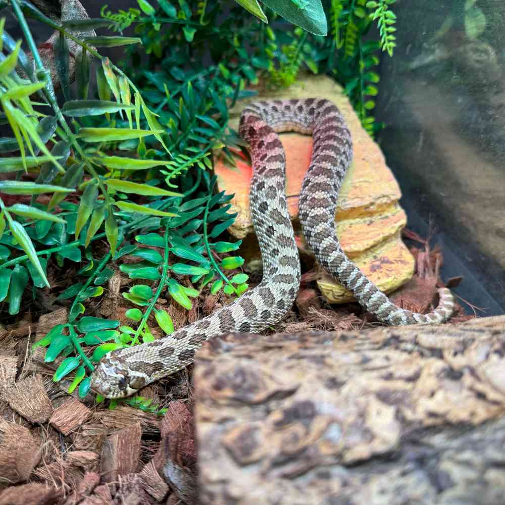 Image of a pet breed in the gallery