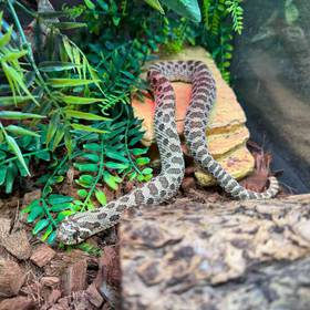 Western Hognose