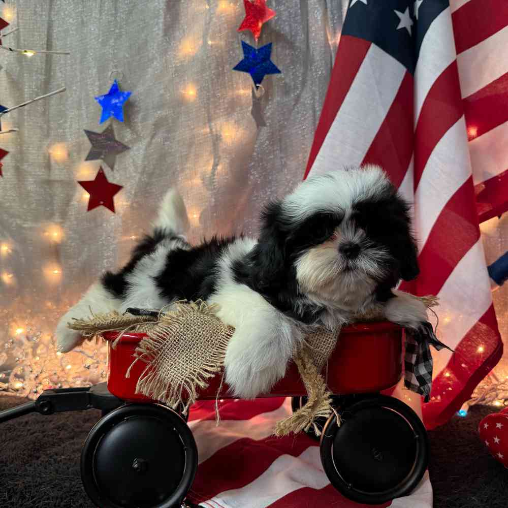 carousel pet images