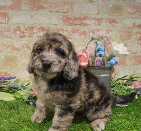 Miniature Goldendoodle