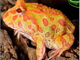 Albino Pacman Frog