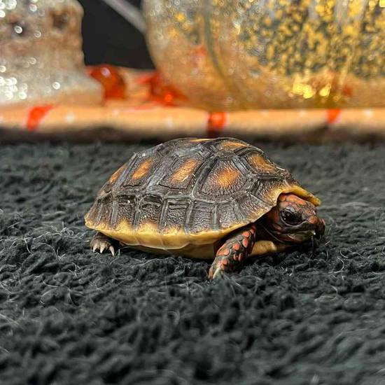 Red Foot Tortoise