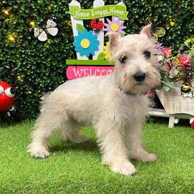 Mini Schnauzer