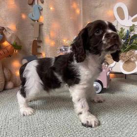 Cocker Spaniel