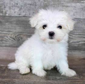 Maltese