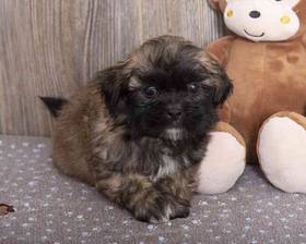 Shih Tzu