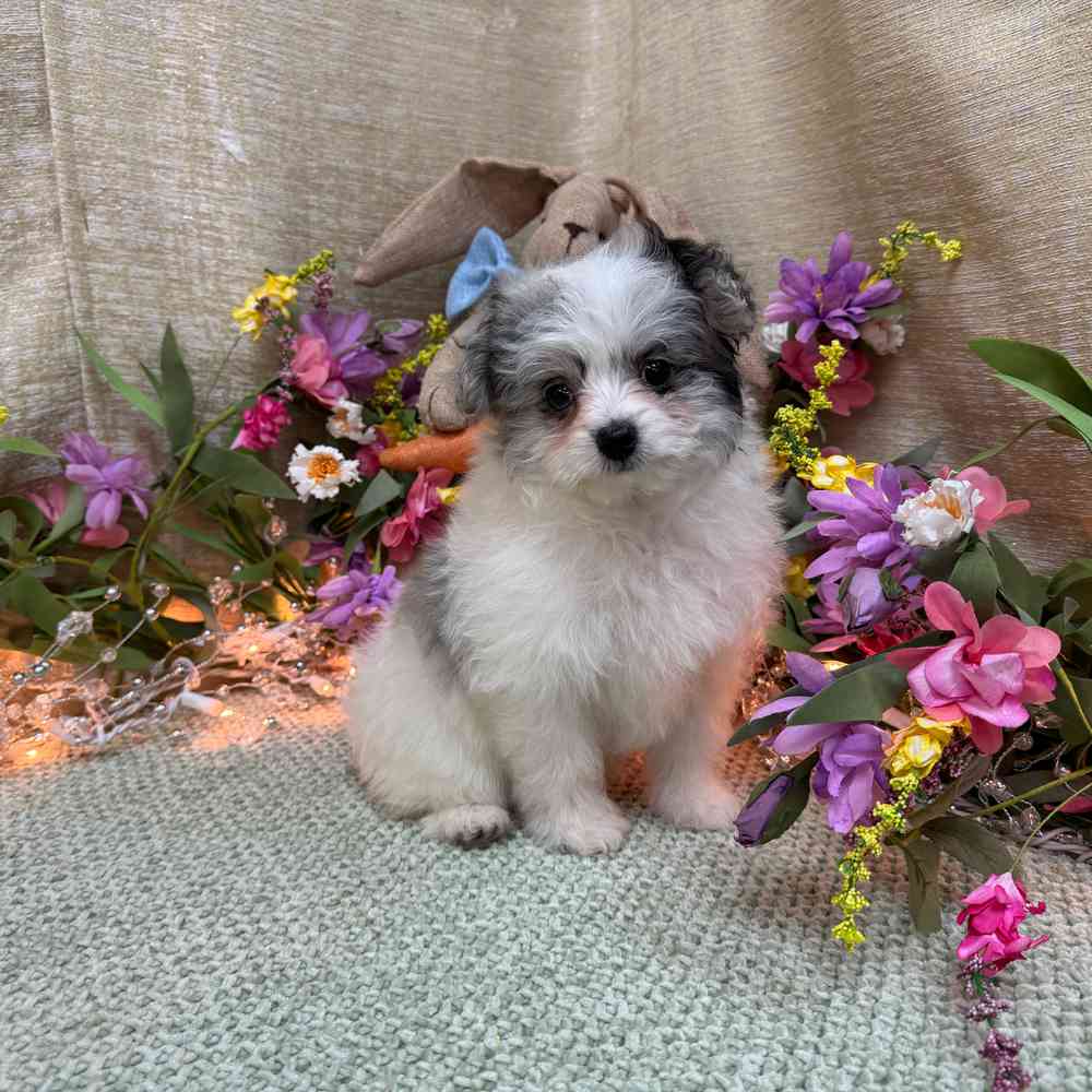carousel pet images