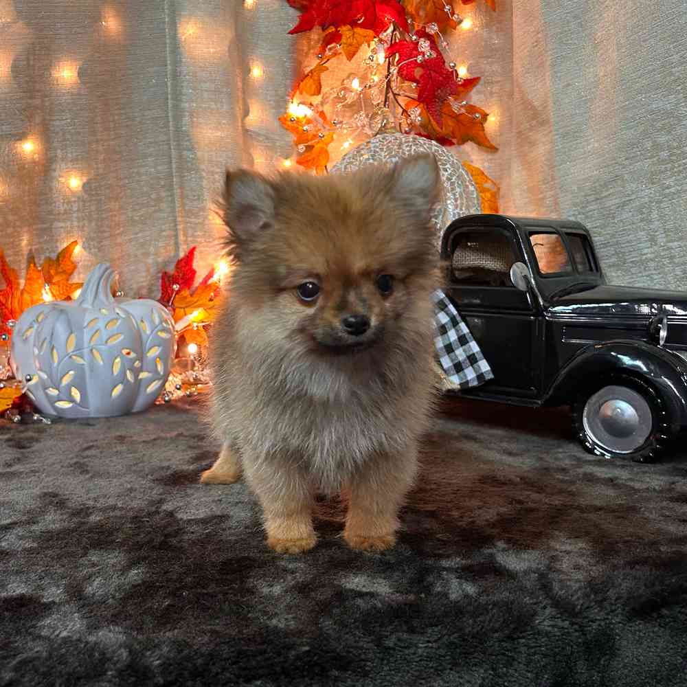 carousel pet images