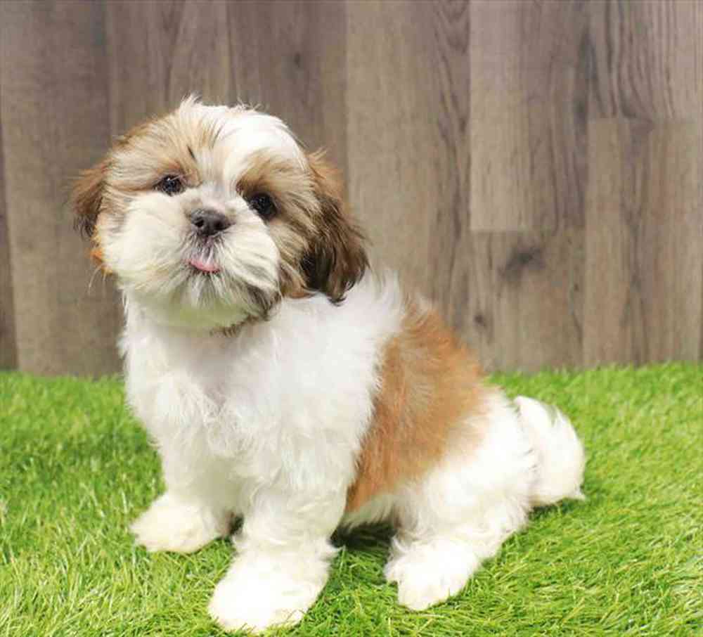 Image of a pet breed in the gallery