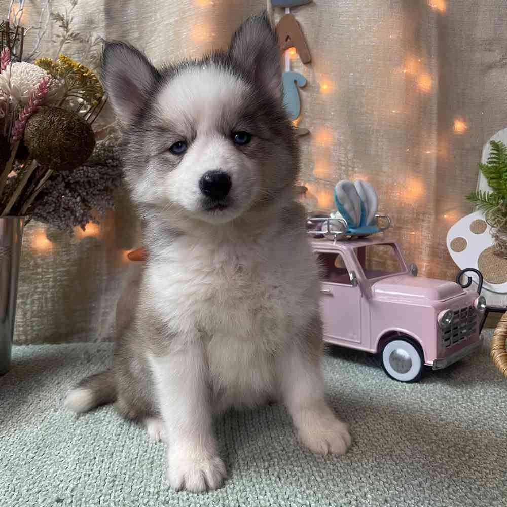 carousel pet images