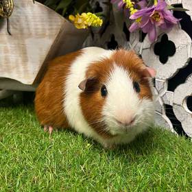 Adoption Guinea Pig