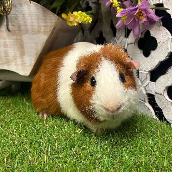 Adoption Guinea Pig