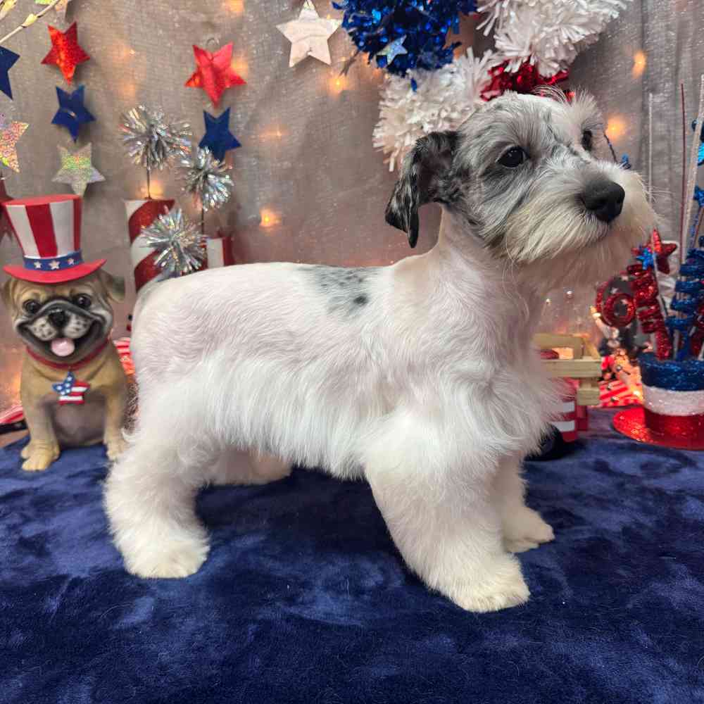 carousel pet images