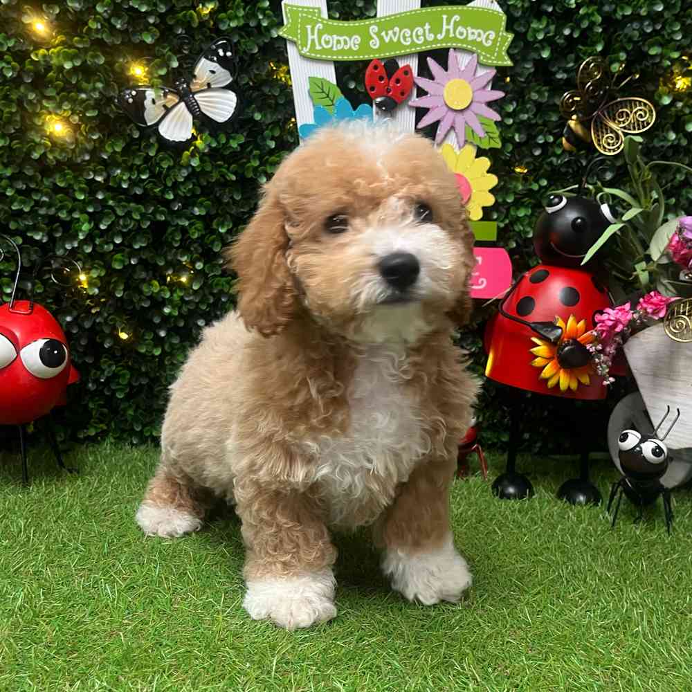 carousel pet images