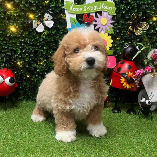 Jack