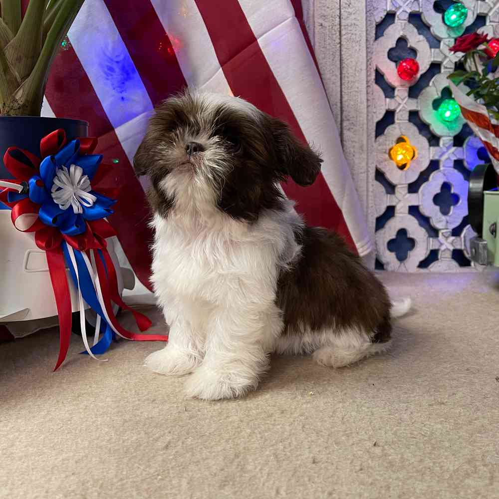carousel pet images