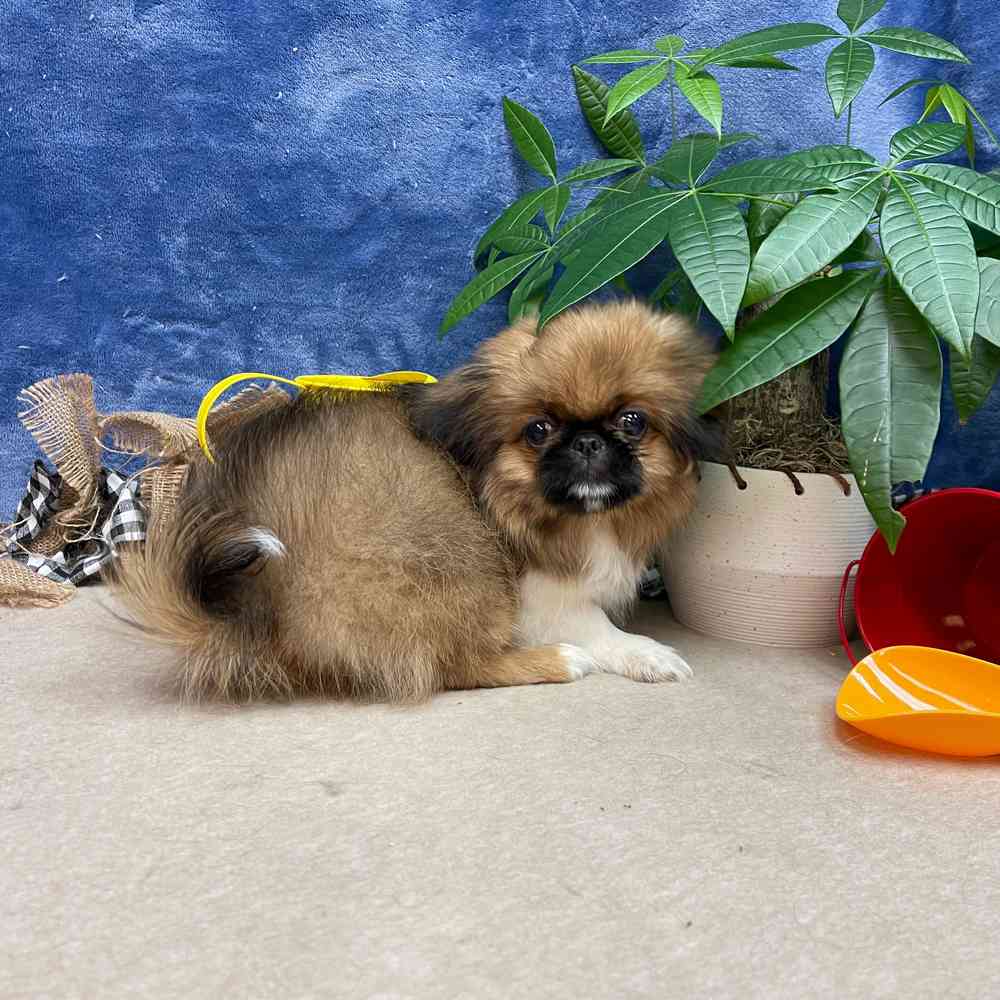 carousel pet images