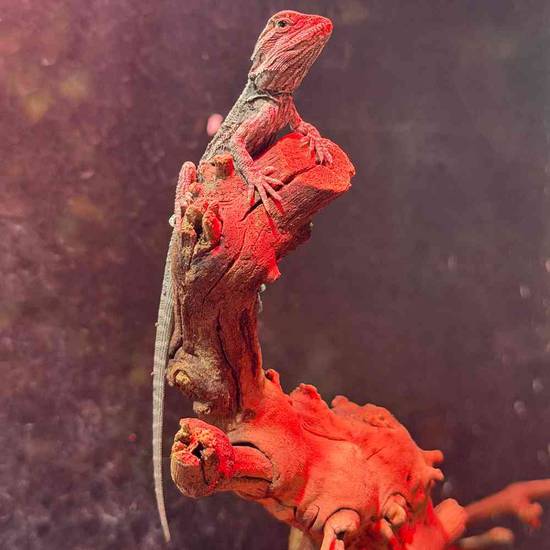 Bearded Dragon