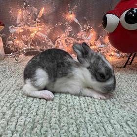 Flemish Giant Mix